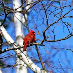 Cardinal In The Birch Tree